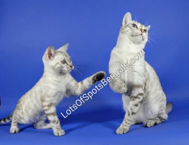 Champion LotsOfSpots Icy Bear (Ibby) Bengal