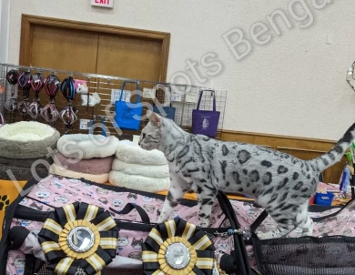 Triple Grand Champion LotsOfSpots Grey Goose Bengal