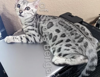 Triple Grand Champion LotsOfSpots Grey Goose Bengal