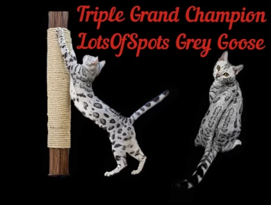 Triple Grand Champion LotsOfSpots Grey Goose Bengal