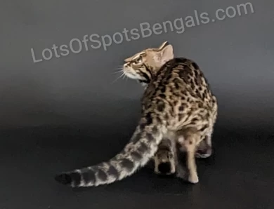 Tecspot Vade Mecum of LotsOfSpots  Bengal