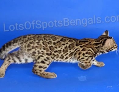 Tecspot Vade Mecum of LotsOfSpots  Bengal