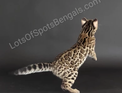 Tecspot Vade Mecum of LotsOfSpots  Bengal