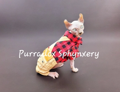 Purradox Hasani Sphynx