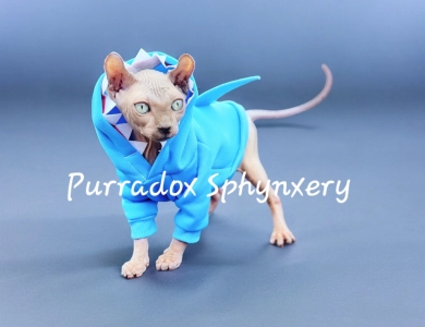 Purradox Hasani Sphynx