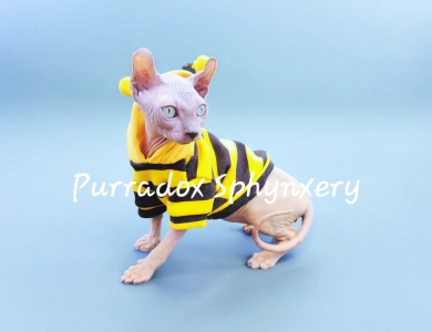 Purradox Hasani Sphynx