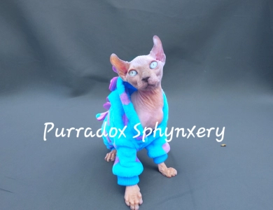 Purradox Hasani Sphynx