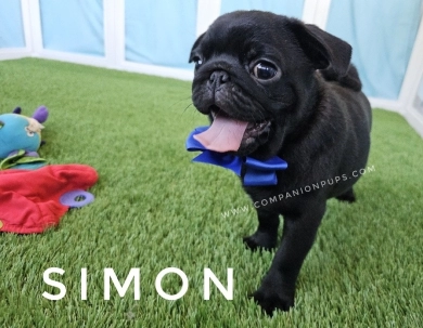 Simon - Blue  Pug