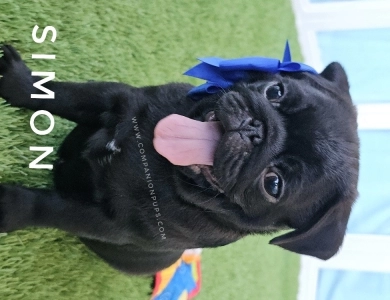 Simon - Blue  Pug