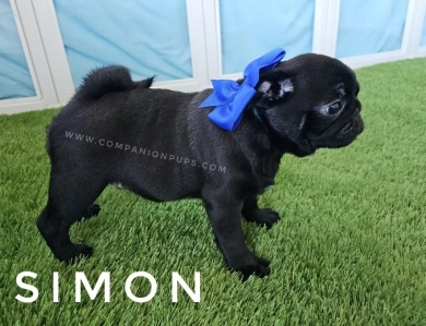 Simon - Blue  Pug