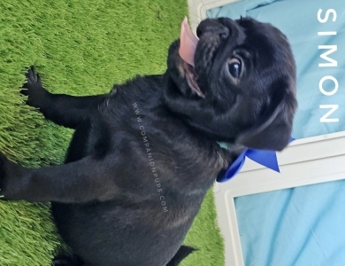 Simon - Blue  Pug