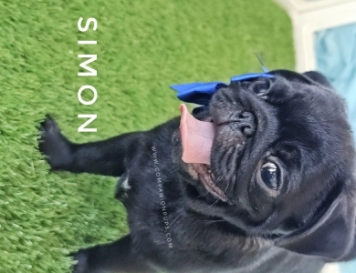 Simon - Blue  Pug