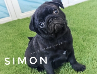 Simon - Blue  Pug