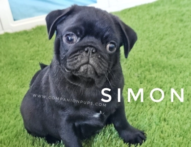 Simon - Blue  Pug