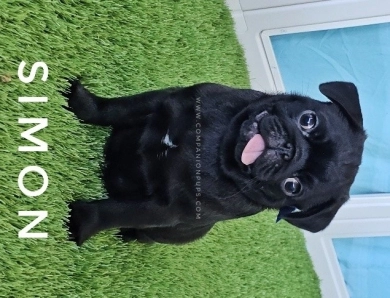 Simon - Blue  Pug