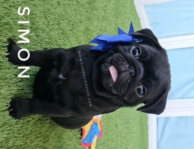 Simon - Blue  Pug