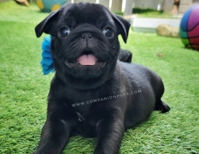 Simon - Blue  Pug