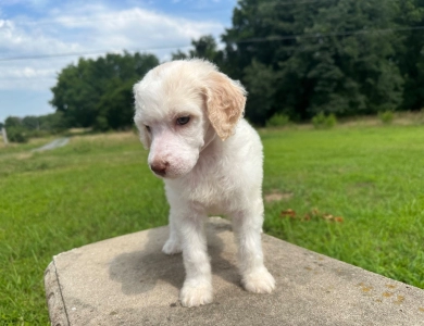 Peach Standard Poodle