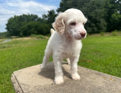 Peach Standard Poodle