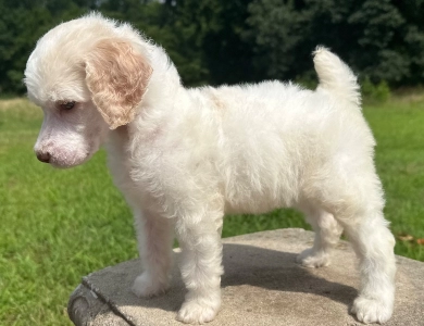 Peach Standard Poodle