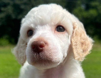 Peach Standard Poodle