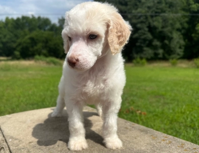 Peach Standard Poodle