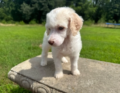 Peach Standard Poodle