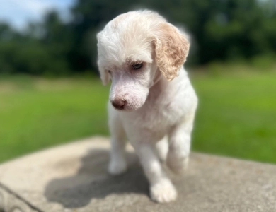 Peach Standard Poodle