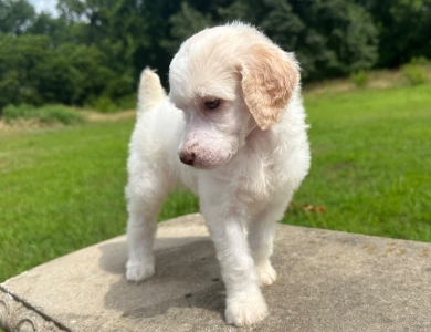 Peach Standard Poodle