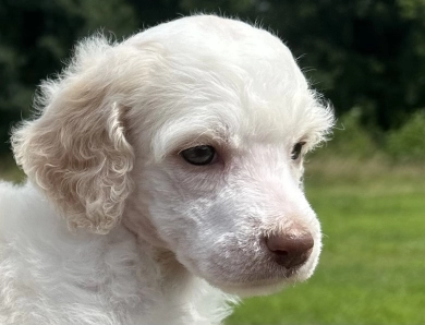 Peach Standard Poodle