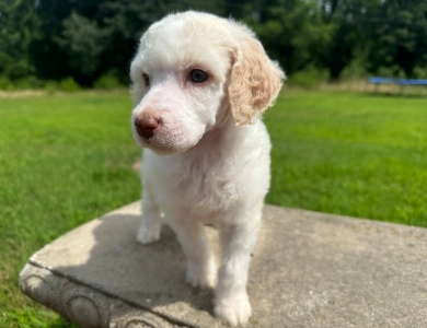 Peach Standard Poodle