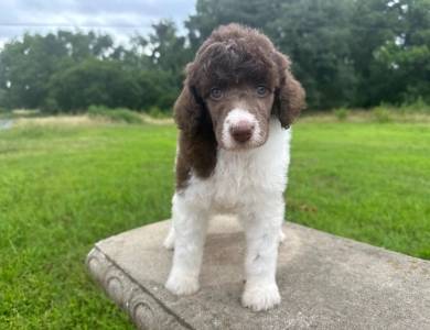 Phoebe  Standard Poodle