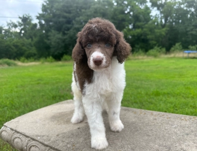 Phoebe  Standard Poodle