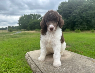 Phoebe  Standard Poodle