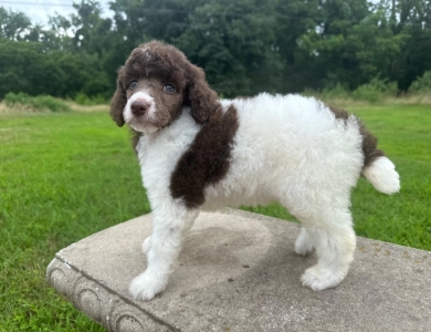 Phoebe  Standard Poodle