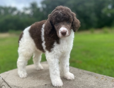 Phoebe  Standard Poodle