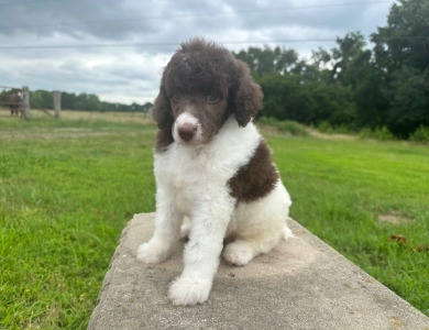 Phoebe  Standard Poodle