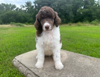 Phoebe  Standard Poodle