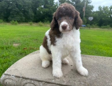 Phoebe  Standard Poodle