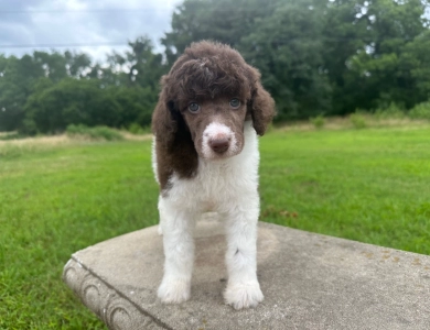 Phoebe  Standard Poodle