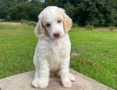 Poppy  Standard Poodle