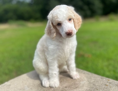 Poppy  Standard Poodle