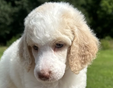 Poppy  Standard Poodle