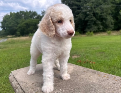 Poppy  Standard Poodle