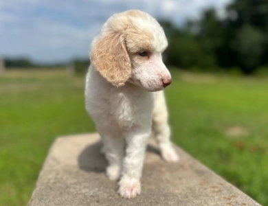 Poppy  Standard Poodle