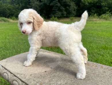 Poppy  Standard Poodle