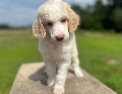 Poppy  Standard Poodle