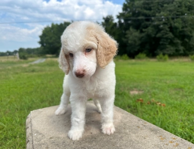 Poppy  Standard Poodle