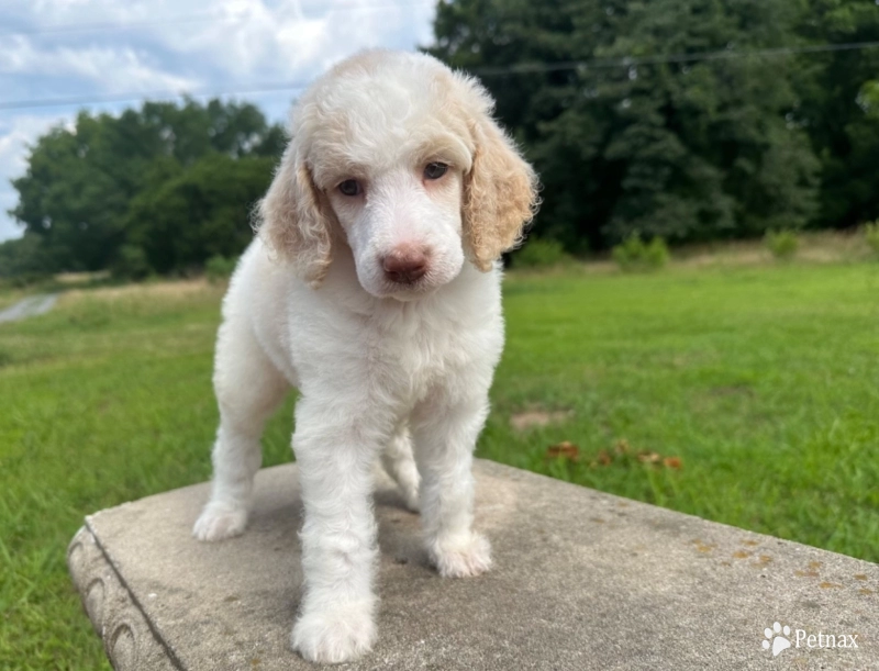 Poppy  Standard Poodle