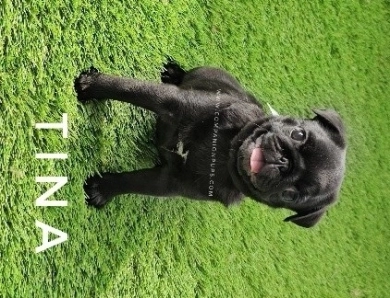 Tiny Tina - Est 10-12 pounds Pug